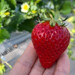 姫路ハートフル観光農園 - 