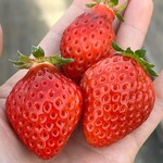 姫路ハートフル観光農園 - 