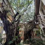 百名伽藍 - 巨大なガジュマロを保存しながら建てられている建築