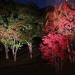 裏磐梯高原ホテル - ダイニングの窓から見えるライトアップされた紅葉