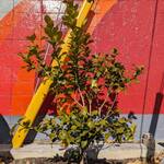 Ramen Dream 桐麺 - ♡駐車場のレモンの木♡