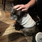 ガストロノミヤ 古賀圭祐 - 