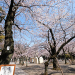 furenchiresutorankudampureji-ru - 靖国神社の桜です