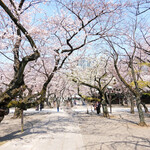 furenchiresutorankudampureji-ru - 靖国神社の桜です