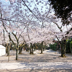 furenchiresutorankudampureji-ru - 靖国神社の桜です