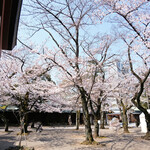 furenchiresutorankudampureji-ru - 靖国神社の桜です