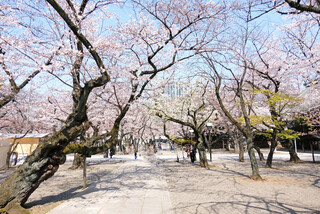 furenchiresutorankudampureji-ru - 靖国神社の桜です