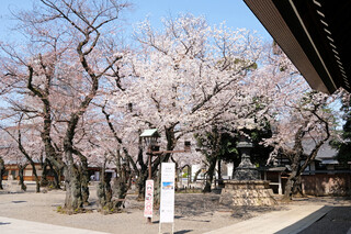 furenchiresutorankudampureji-ru - 靖国神社の桜です