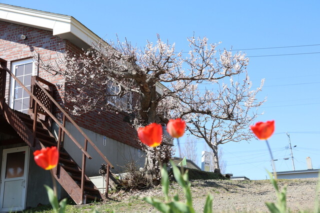 ちぱしり - 桂台（カフェ）の写真