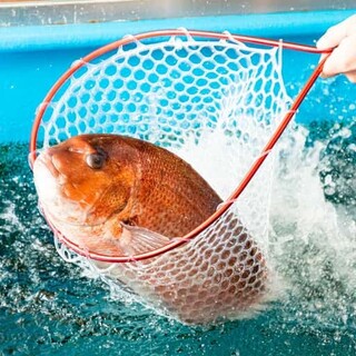 Holding an event where fish from the in-store nerve tightening “ike” are arranged on the spot.