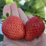 姫路ハートフル観光農園 - 