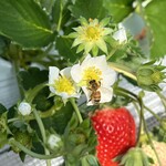 姫路ハートフル観光農園 - 