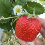 姫路ハートフル観光農園 - 