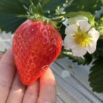 姫路ハートフル観光農園 - 