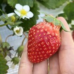 姫路ハートフル観光農園 - 