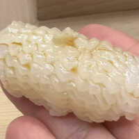 匠 鮨 おわな - アオリイカ