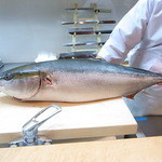 京口町　てるい - 朝揚がったばかりの氷見のブリが届いたので撮影させてもらいました♪
