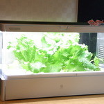 京口町　てるい - 自家製レタス…　恐るべし“自家製攻撃”ｗ