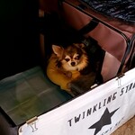 フランダース - 