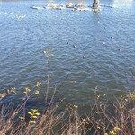 十割そば じゅうべぇ - 荒子川の冬の渡り鳥、真鴨その他です