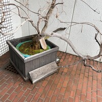 近松 - 