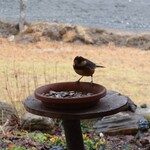 くつきそば 永昌庵 - 