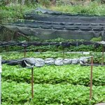 有東木散策（山葵田）