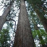 有東木散策（白髭神社の大杉）