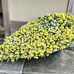 菊乃井 - 見事な懸崖菊(けんがいぎく)です