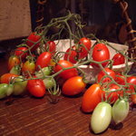 割烹 しらこ - OptioA30：ご実家・福島産のフルーツトマト