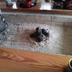 すだち - 囲炉裏がいい味出してます。