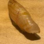 寿し おおはた - 