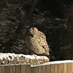 湯宿 だいいち - ロビーにシマフクロウが来た！