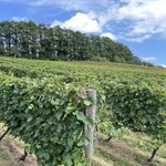 オチガビ - 【2023年08月】ワイン用のぶどう圃場。
