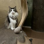 Cat Cafe てまりのおうち - 