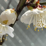 焼きもの家 慶 - 