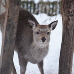 ザ バード ウォッチング カフェ - 