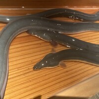 にょろ助 銀座 - 