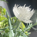 JiProign - 室内置きのナデシコが今朝今年初の一輪を開花