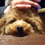 トラットリアチンクエポンテ - 私はスマホ捜査の手の置場ぢゃないぞー