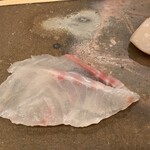 鮨桂太 - イシダイ