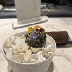 Artisan - あおりいか