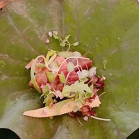 鮨割烹　ふくおか - 