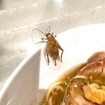 アントシカダ - 