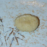 信州飯田　いとうや - 栗きんとんの包みをはずしたところ