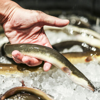 うなぎと向き合ってきた老舗卸問屋「中庄商店」の確かな目利き