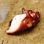 鮨おばな - 明石産の3.9kgの巨大真蛸。塩茹でで供します