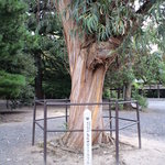 岐文 - ユーカリの木