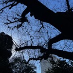 丸五 - すぐ近くの湯島聖堂　昼過ぎ、用事の前に参拝。楷書の語源となった楷樹。枝が整然としていて美しい。