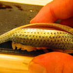 鮨処 凜 - おまかせ　１１０００円（税込）　握り-１　こはだ【２０２４年１月】